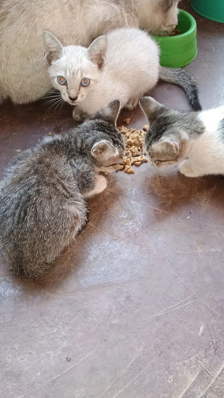 Gatinhos fofos para adoção - Foto 2