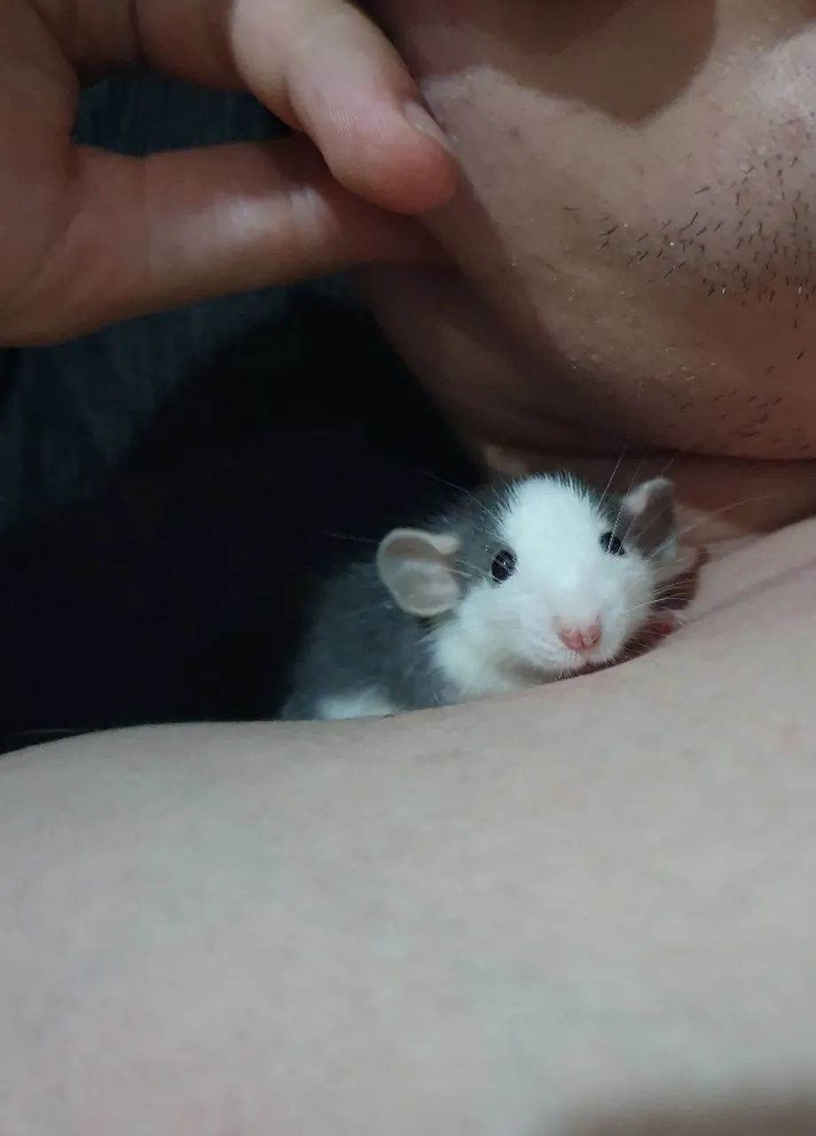 Duas ratinhas Twister 64661942799105121