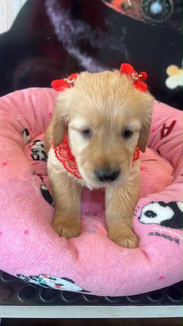 Golden retriever  - Foto 4