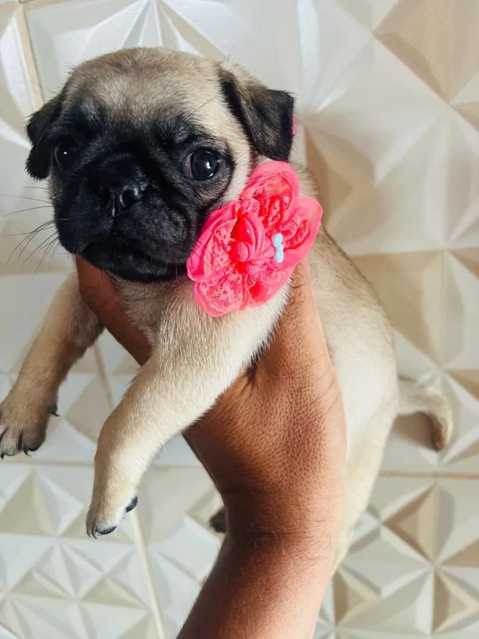 Filhotes de pug  - Foto 5