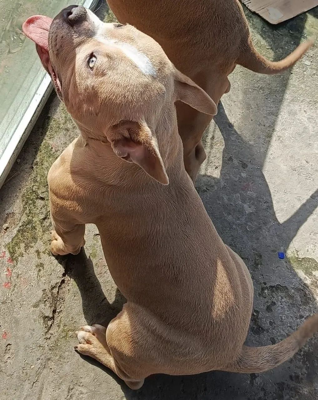 Animais  - Foto 3