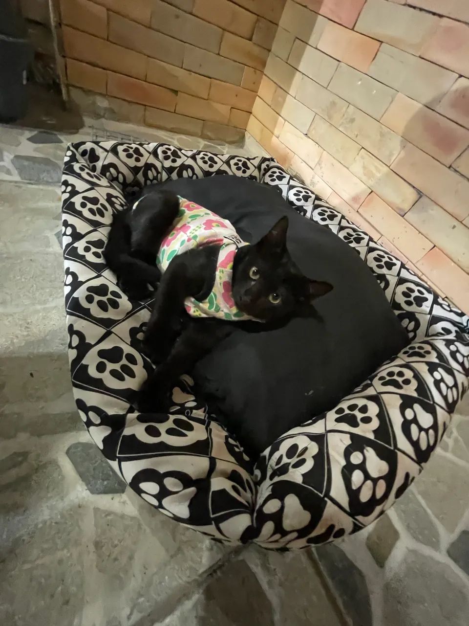 Gatinhos para doação 