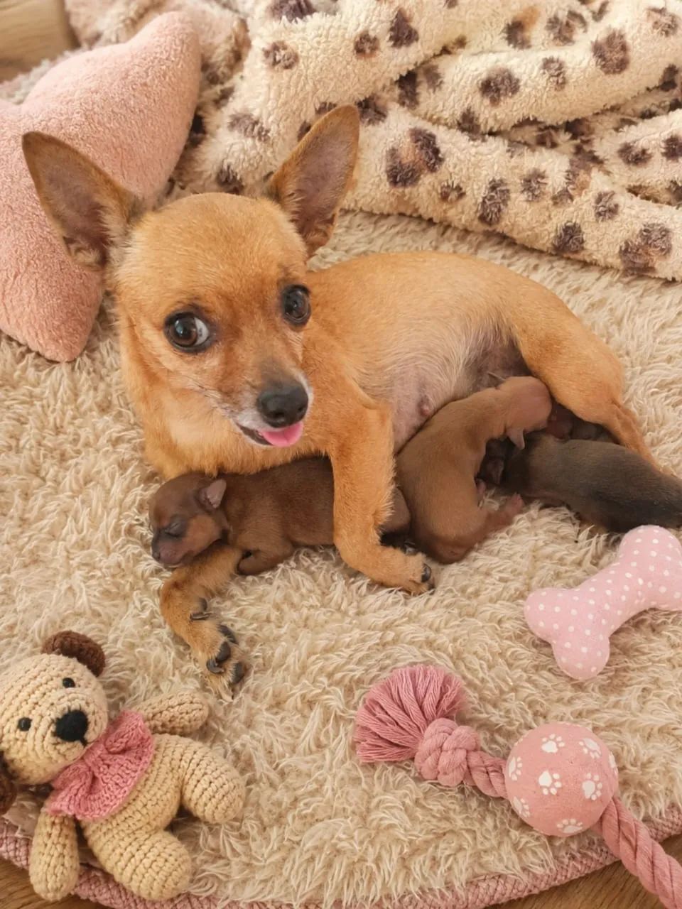 Pinscher - Foto 2