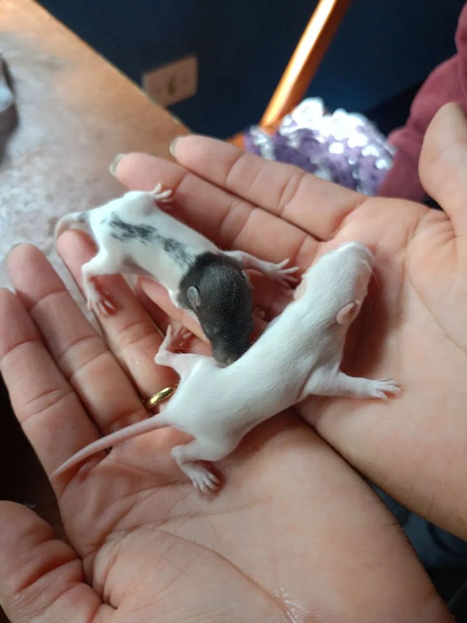 Twister ratinhos de laboratório  - Foto 2