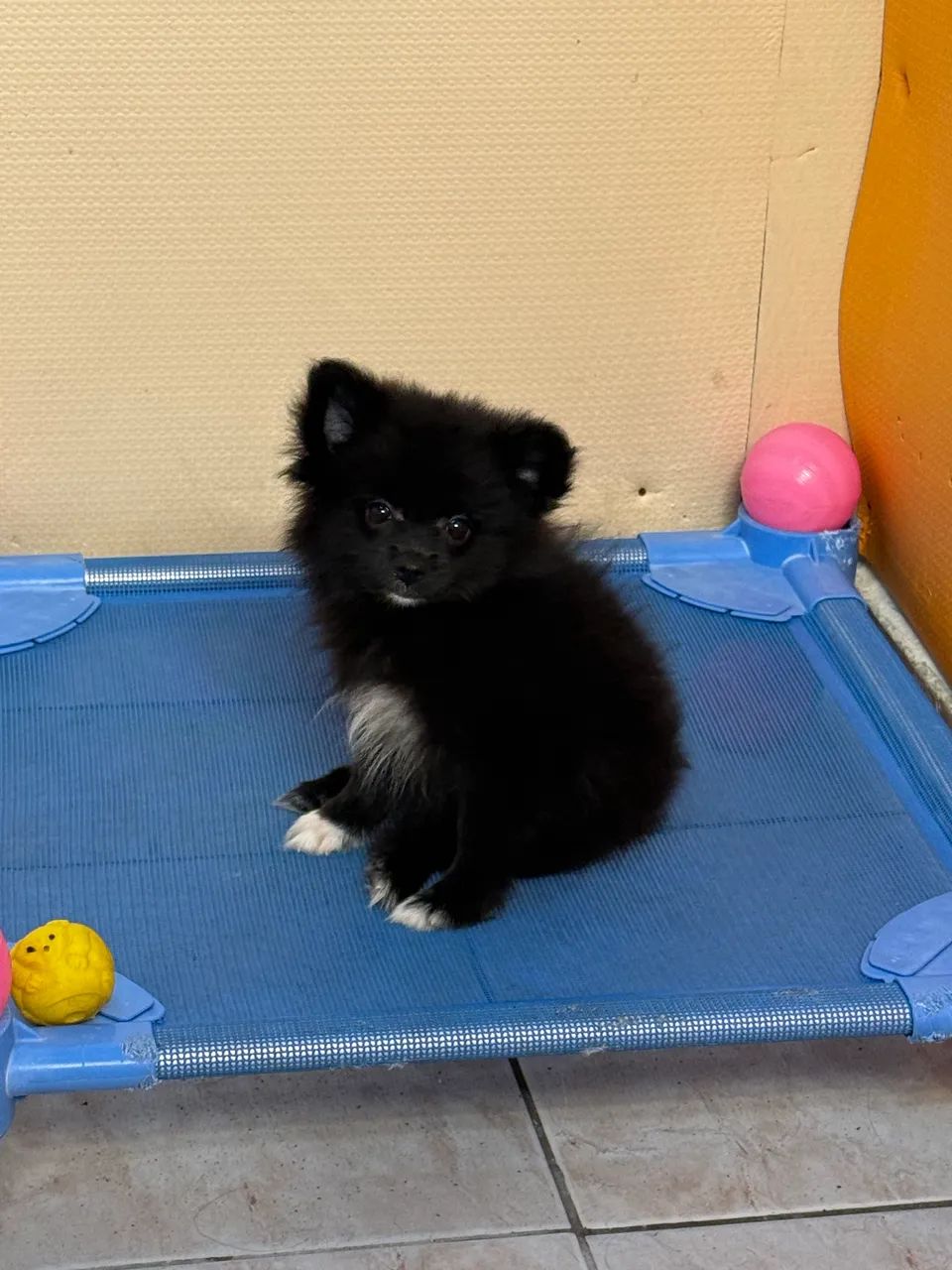SPITZ ALEMÃO  - Foto 2