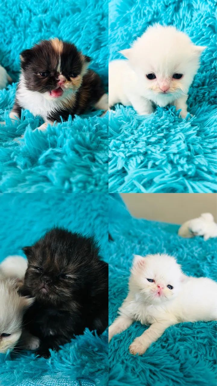 FILHOTE DE GATO PERSA  - Foto 4