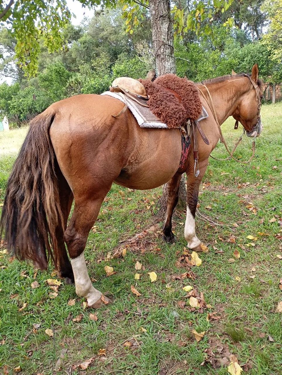 BARBADA, LINDO BAGUAL, CONFIRMADO MUITO MANSO. - Foto 2