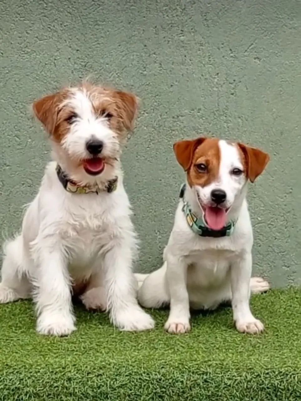 Jack Russell terrier 