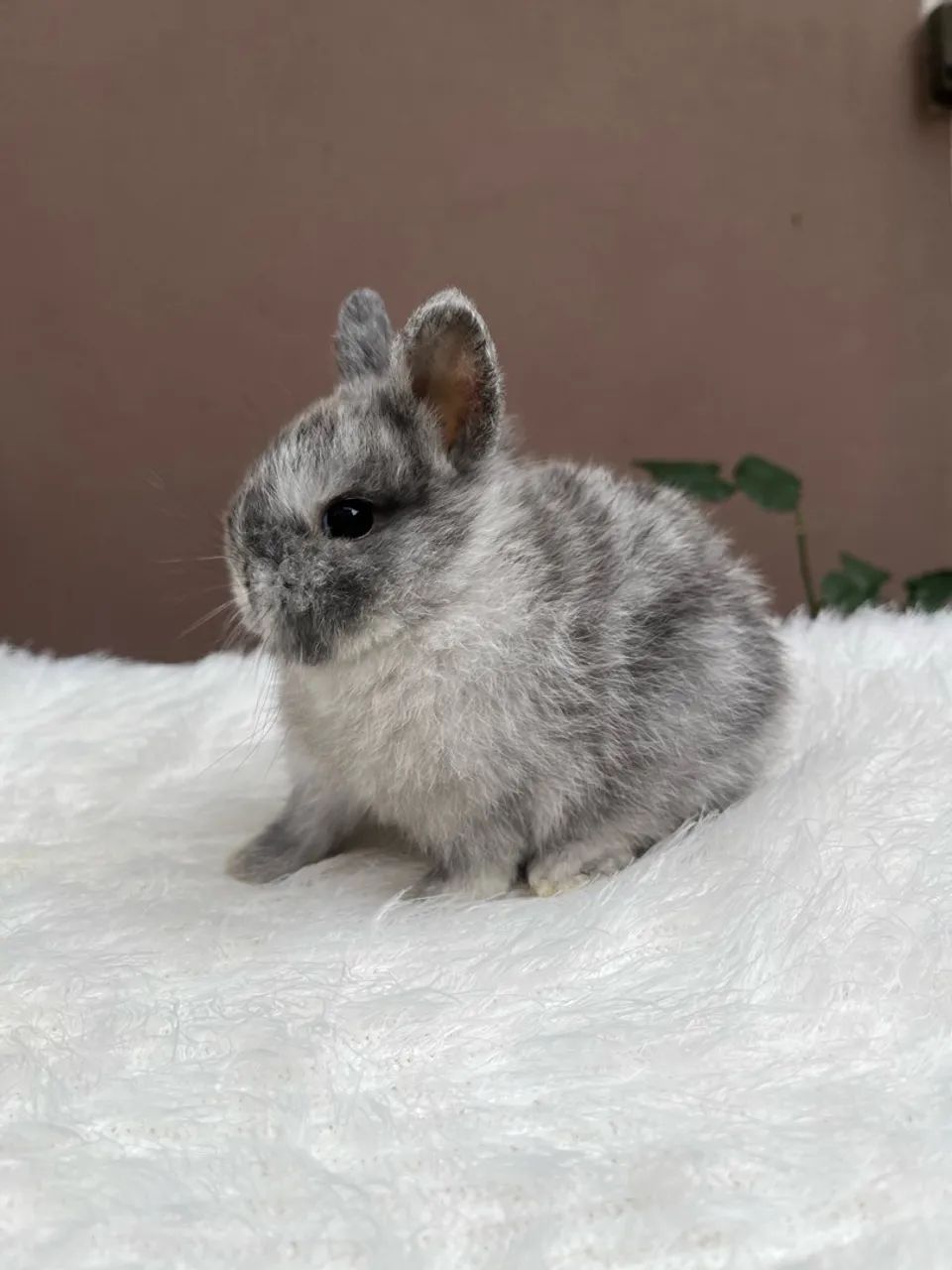 Mini coelho  - Foto 5
