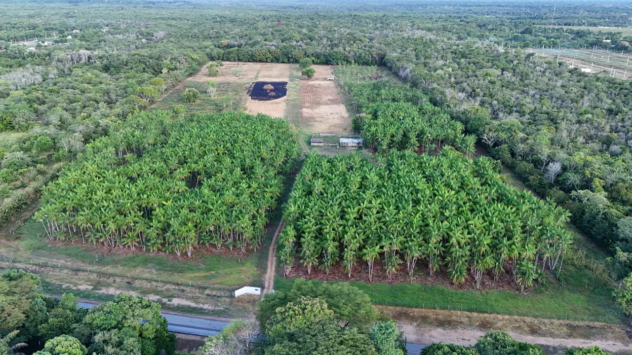 Saca de Açaí (de planta) - Foto 3