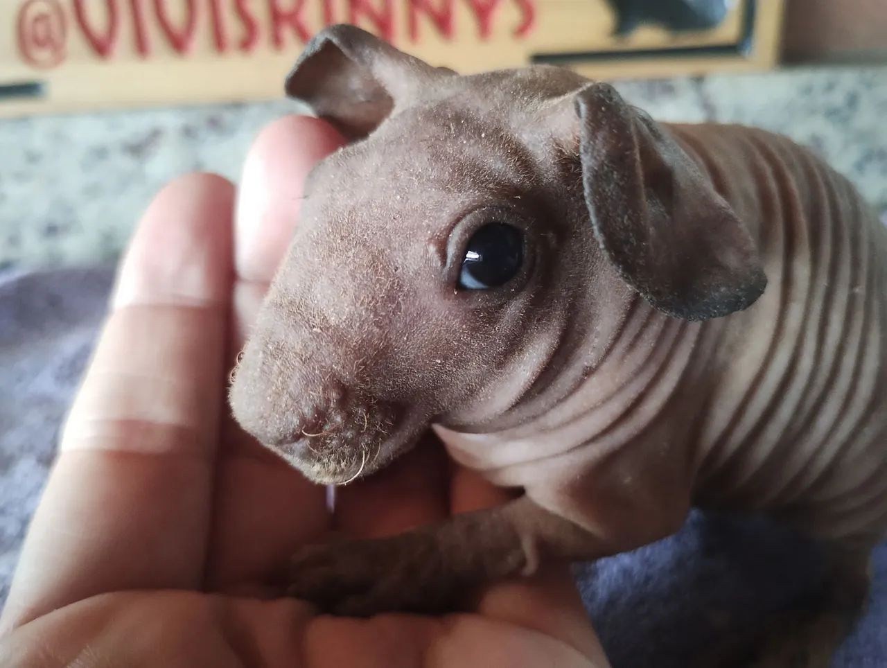 2 Skinnys Machos por 200,00