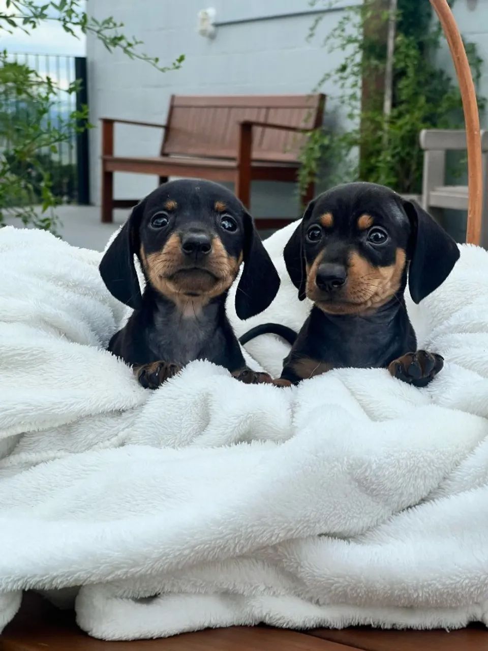 DACHSHUND BEBE