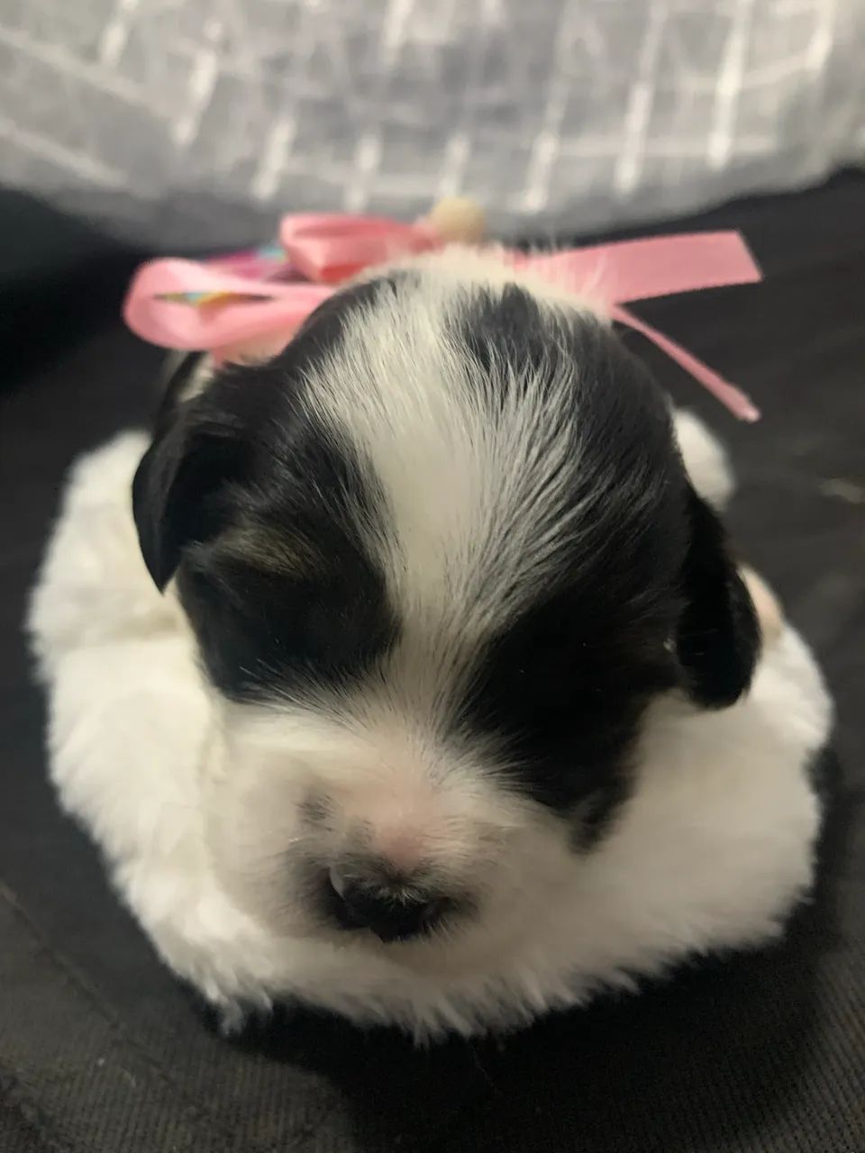 Filhote de cachorro - Foto 3