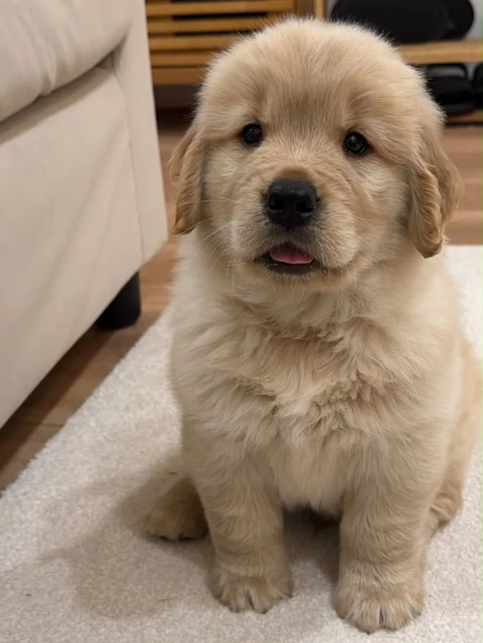 Golden retriever  - Foto 3