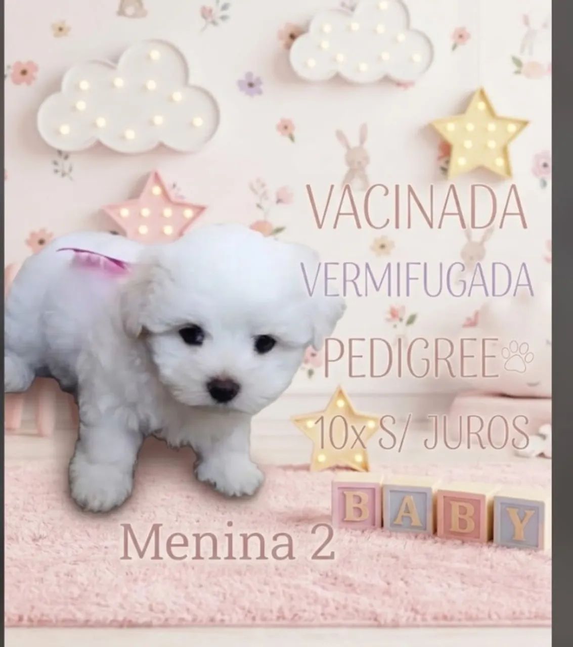 Maltês lindíssima  - Foto 2