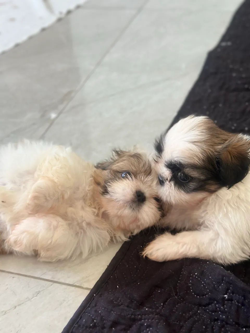 Shihtzu - Foto 2