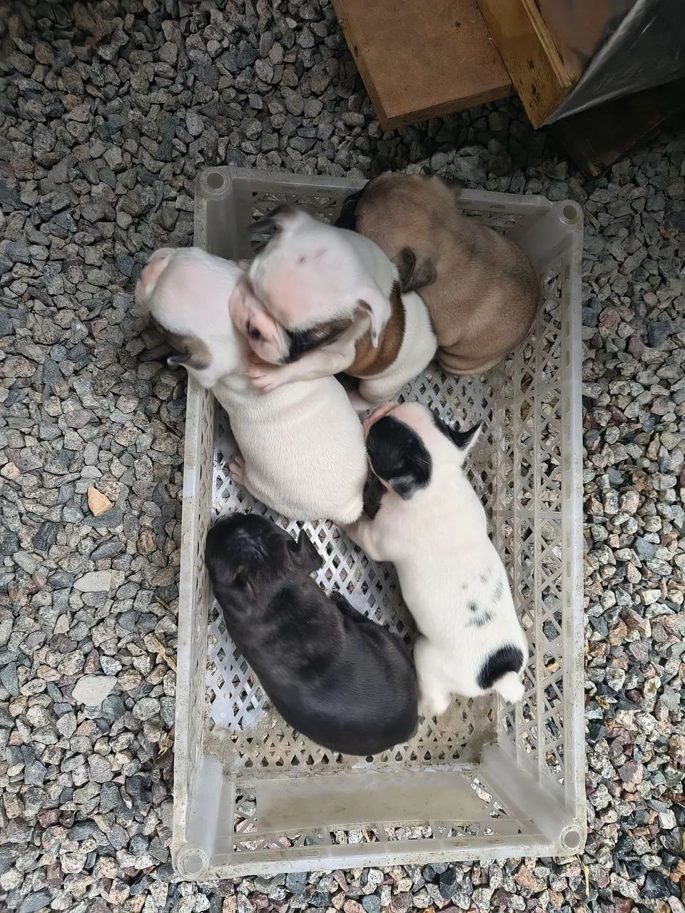 Vende-se filhotes de buldogue francês 