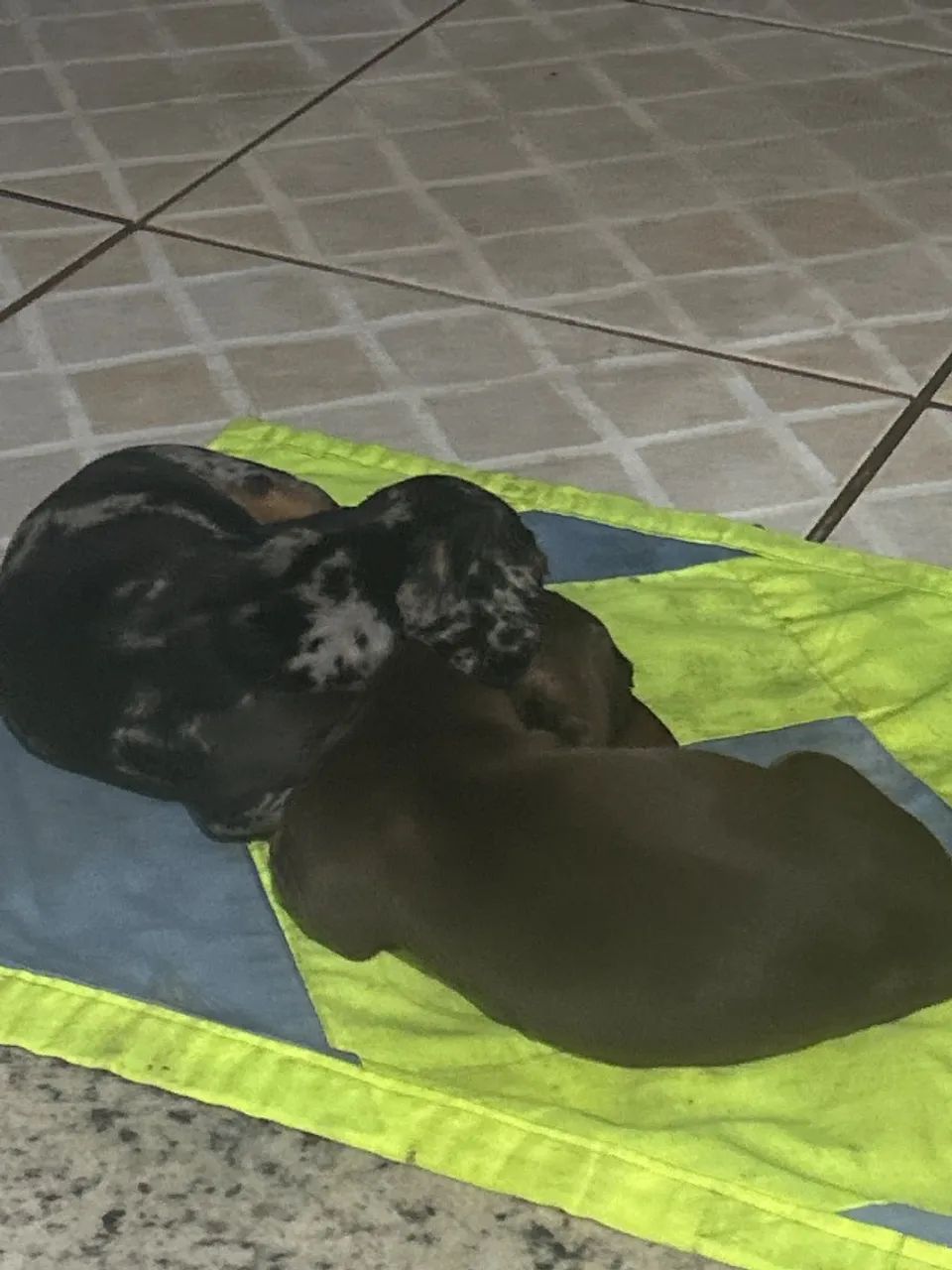 Daschunds - Foto 2