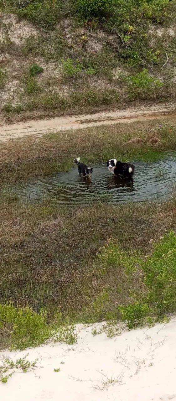 Cachorro Boder Collier filhote  - Foto 4