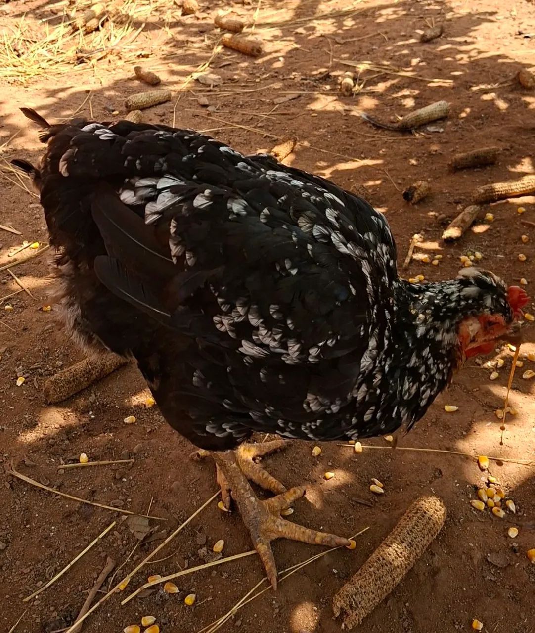 Galinha gsb  - Foto 2