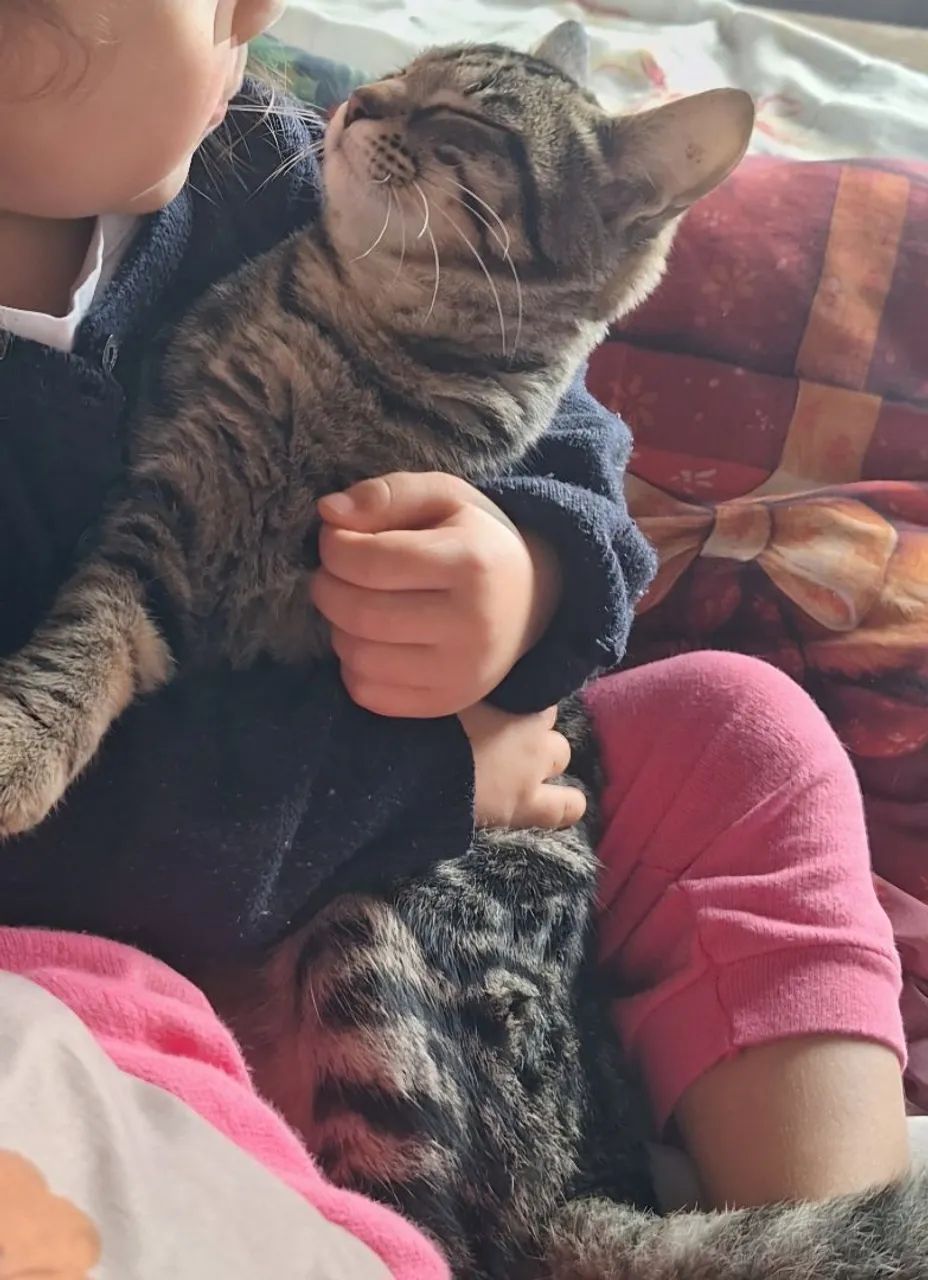 Gatinha para doação  - Foto 2