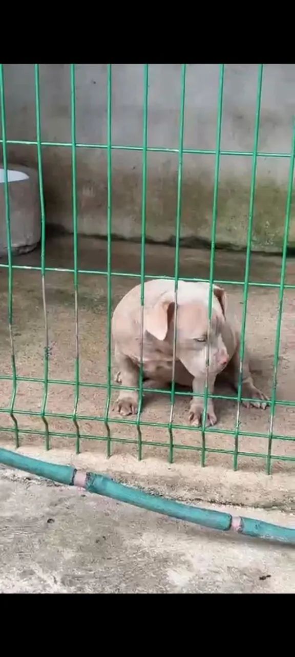 American Bully micro fêmea Lilac  - Foto 2