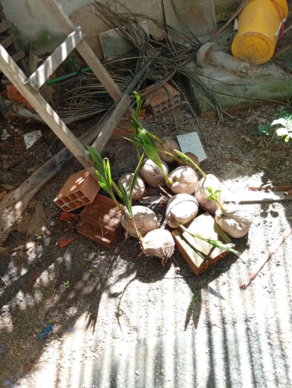 Mudas de coqueiro anão  - Foto 3