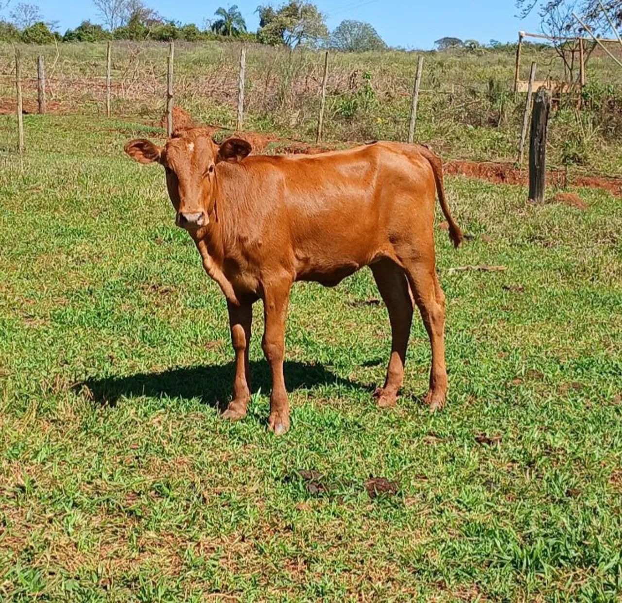 Bezerra caracu - Foto 4