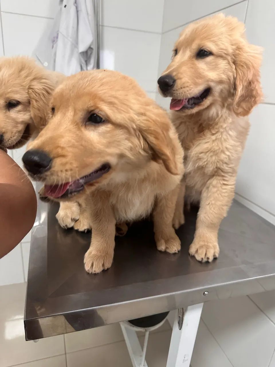 Golden retriever 