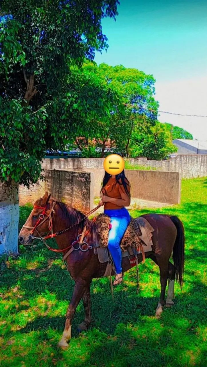 Vendo cavalo  - Foto 3