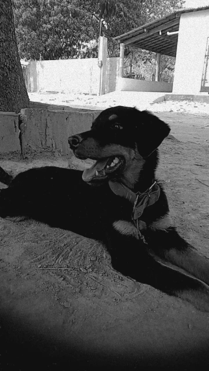 Rottweiler macho - Foto 4