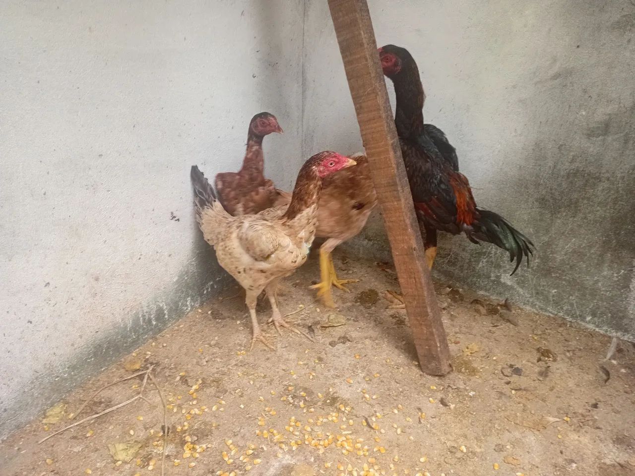 Frango e frangas caipira - Foto 4