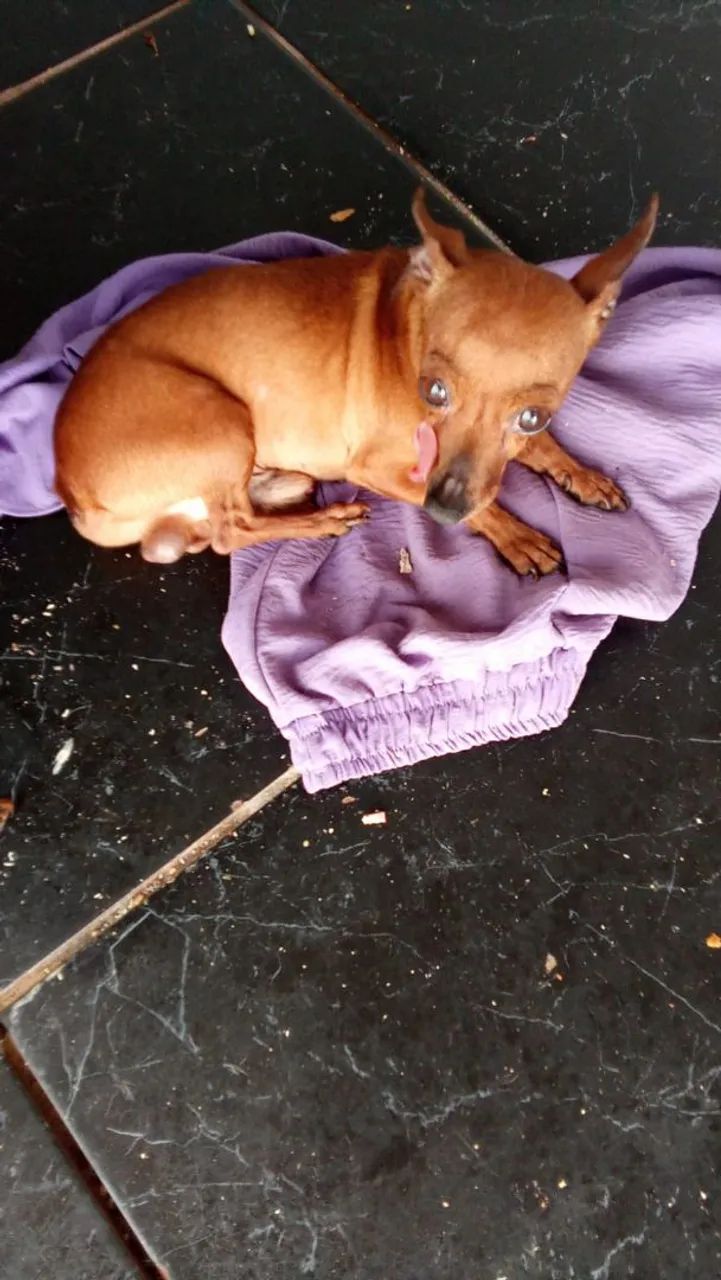 Cachorro pinscher macho