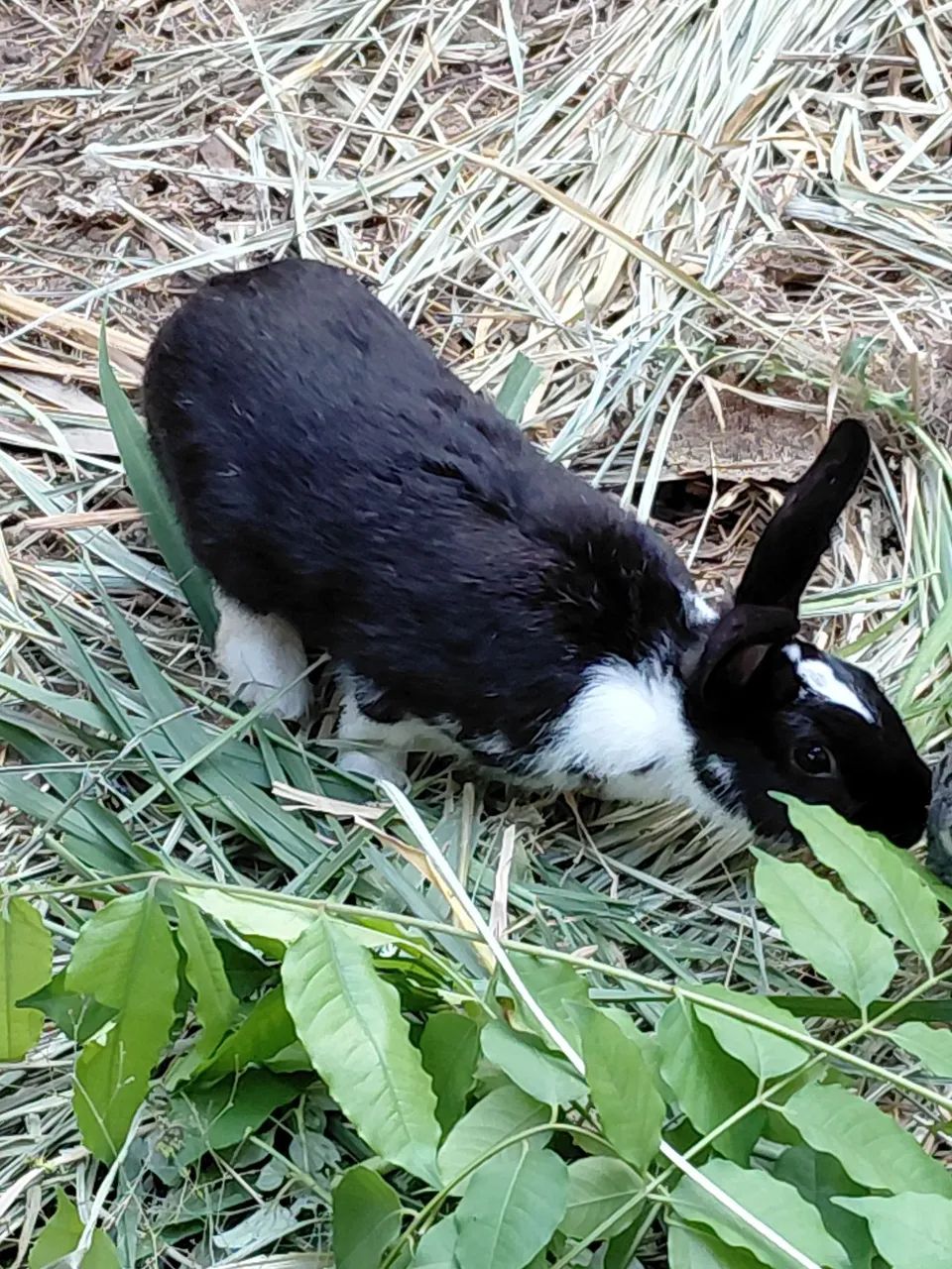 Vende-se Coelho Macho - Foto 3