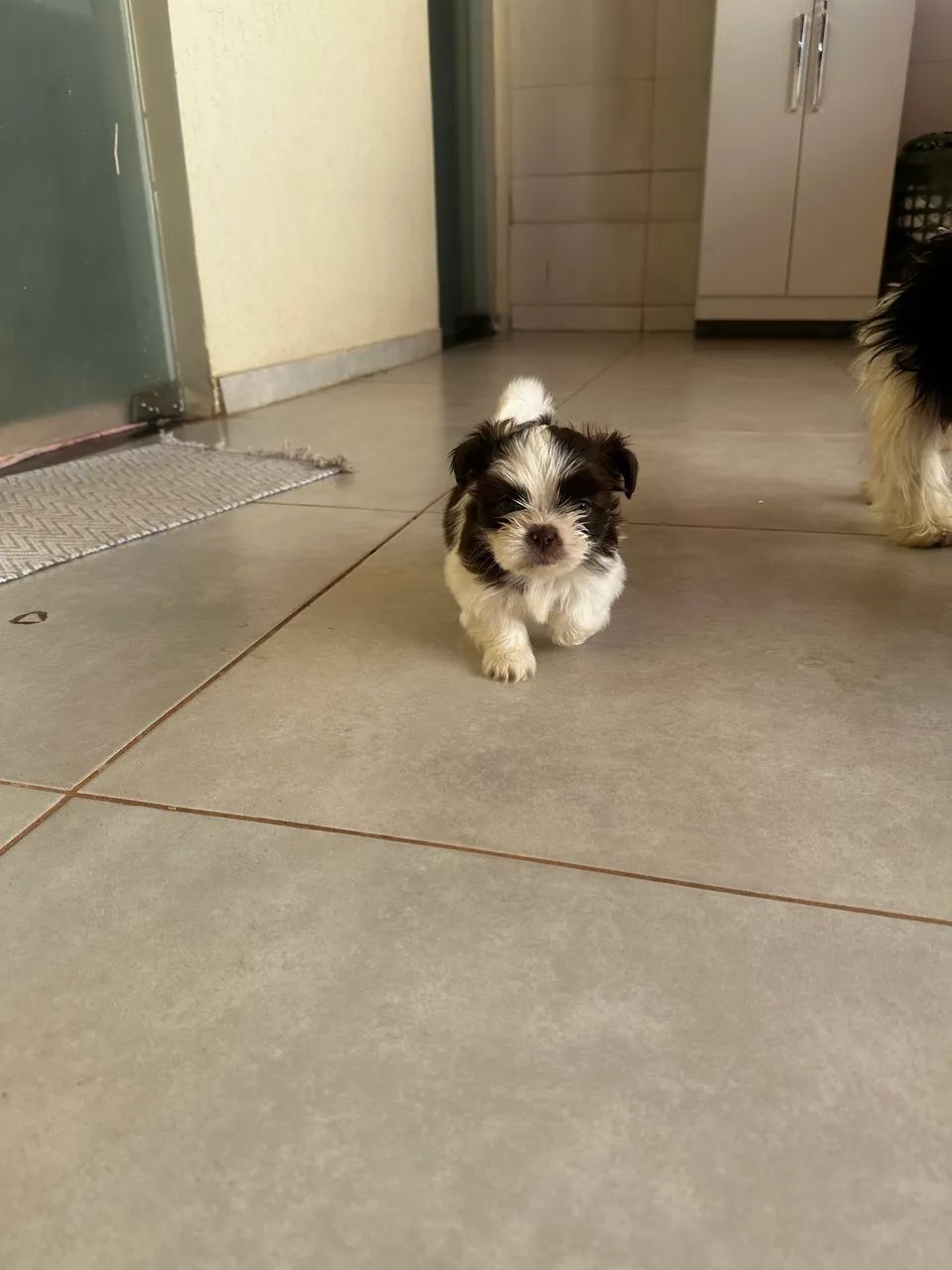 Shih Tzu - Foto 5