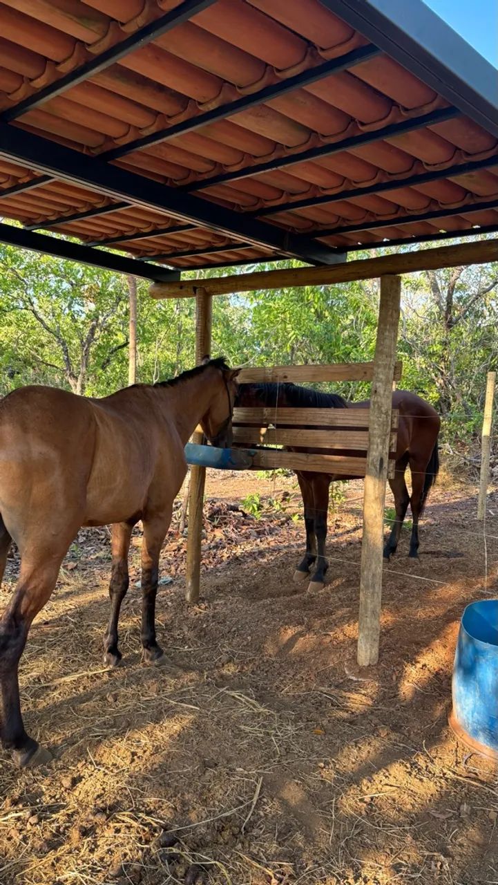 Potro  - Foto 2