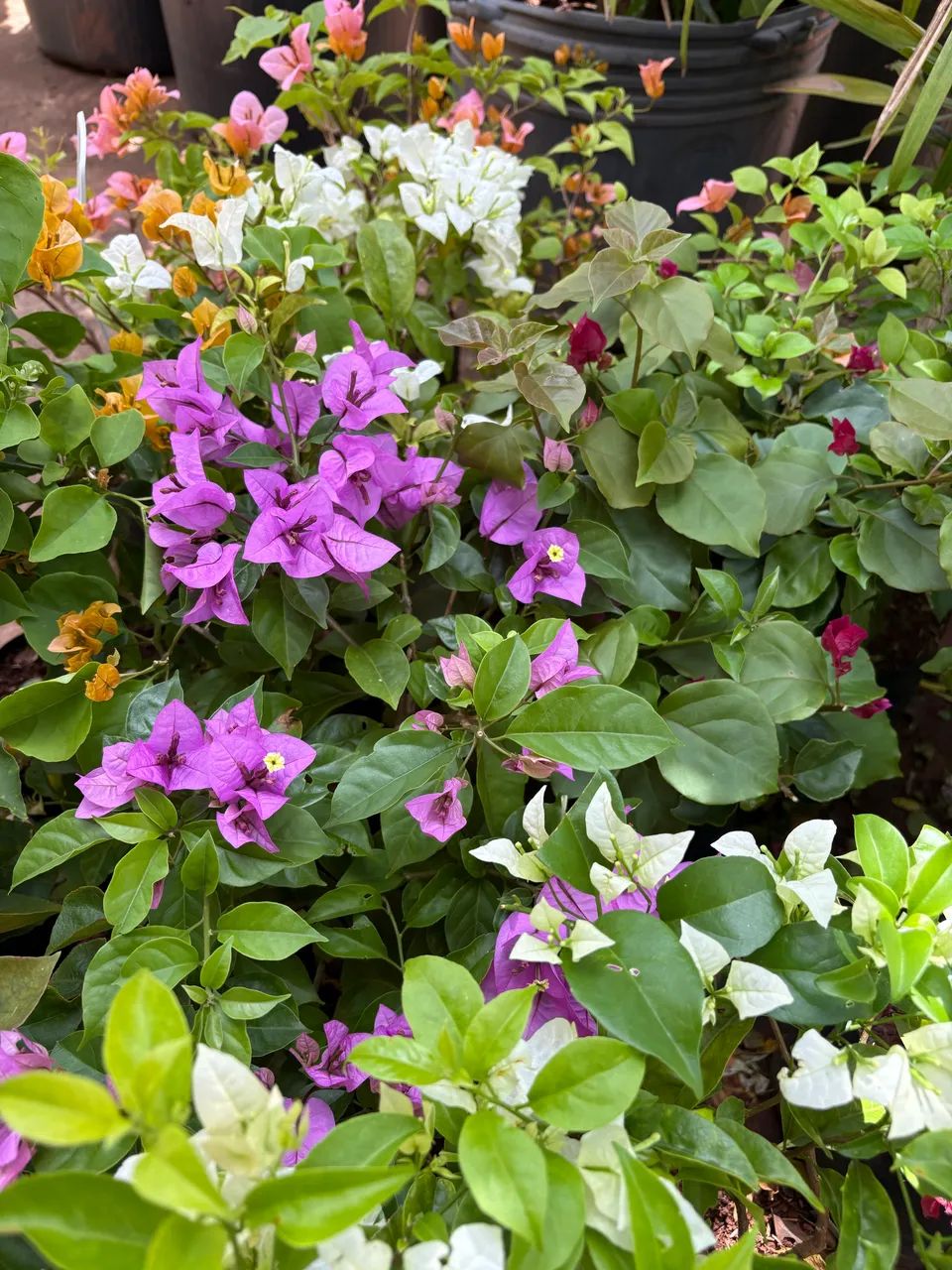 Mudas de Bouganville várias cores - Foto 3
