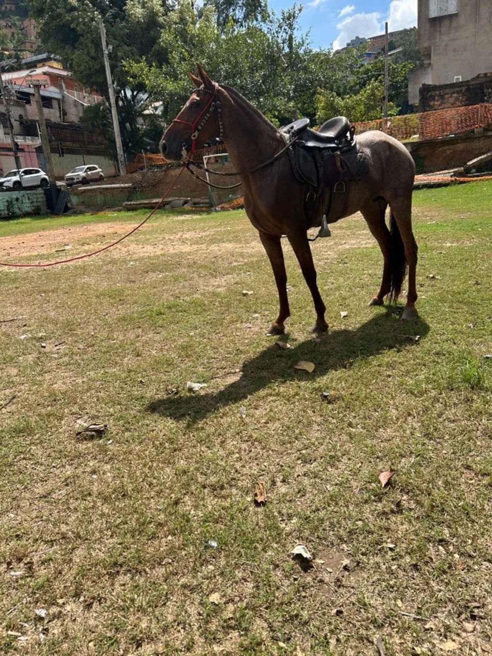 Cavalo - Foto 4