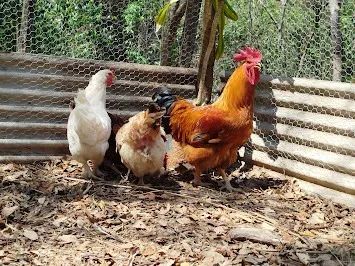 OVOS GALADOS/FERTEIS DE GALINHAS CAIPIRA MELHORADA.. - Foto 4