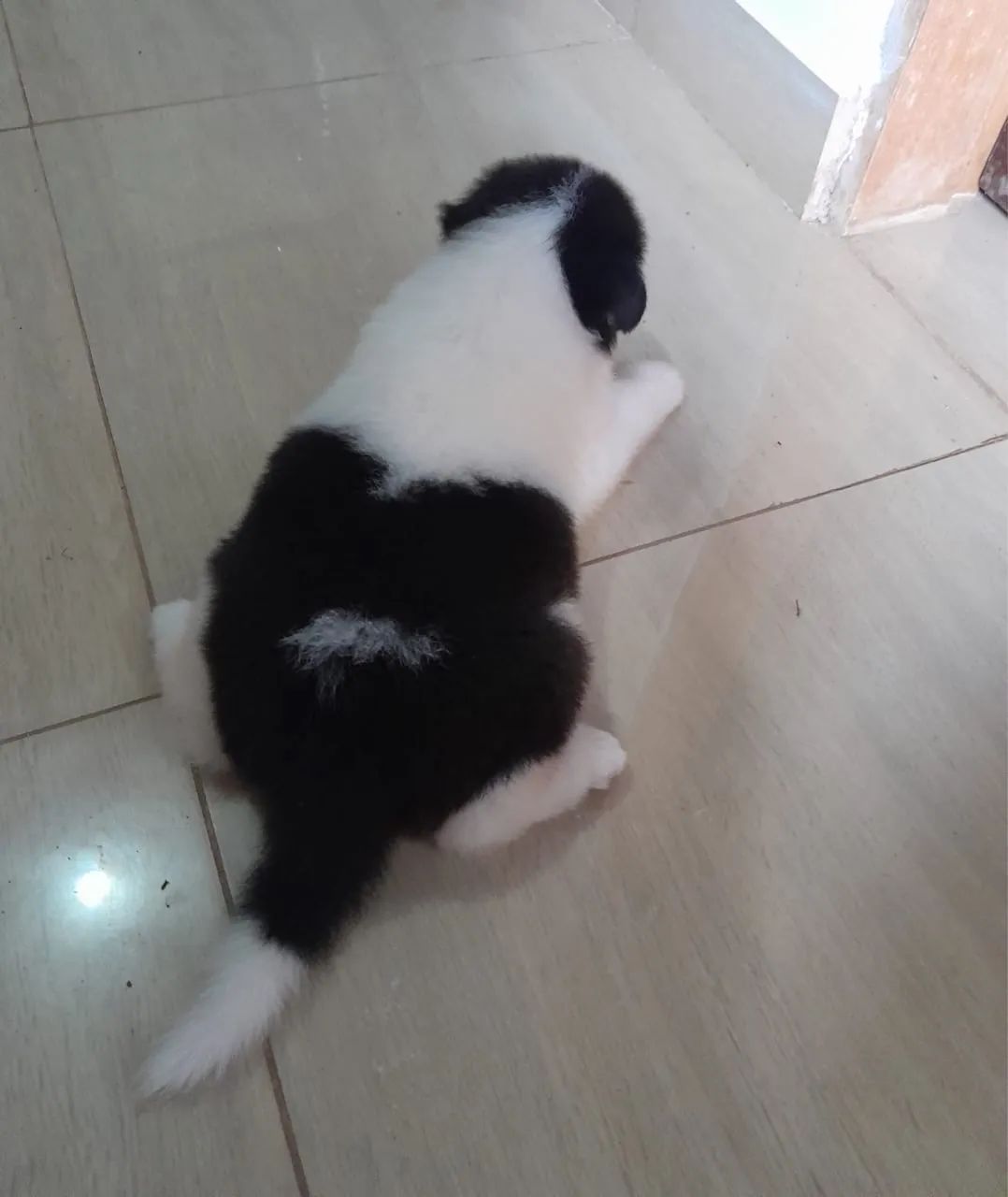 Filhote de Border collie - Foto 2