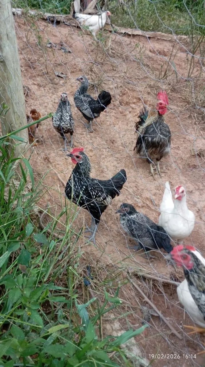 Garnisés - Galos, galinhas e pintinhos. - Foto 4