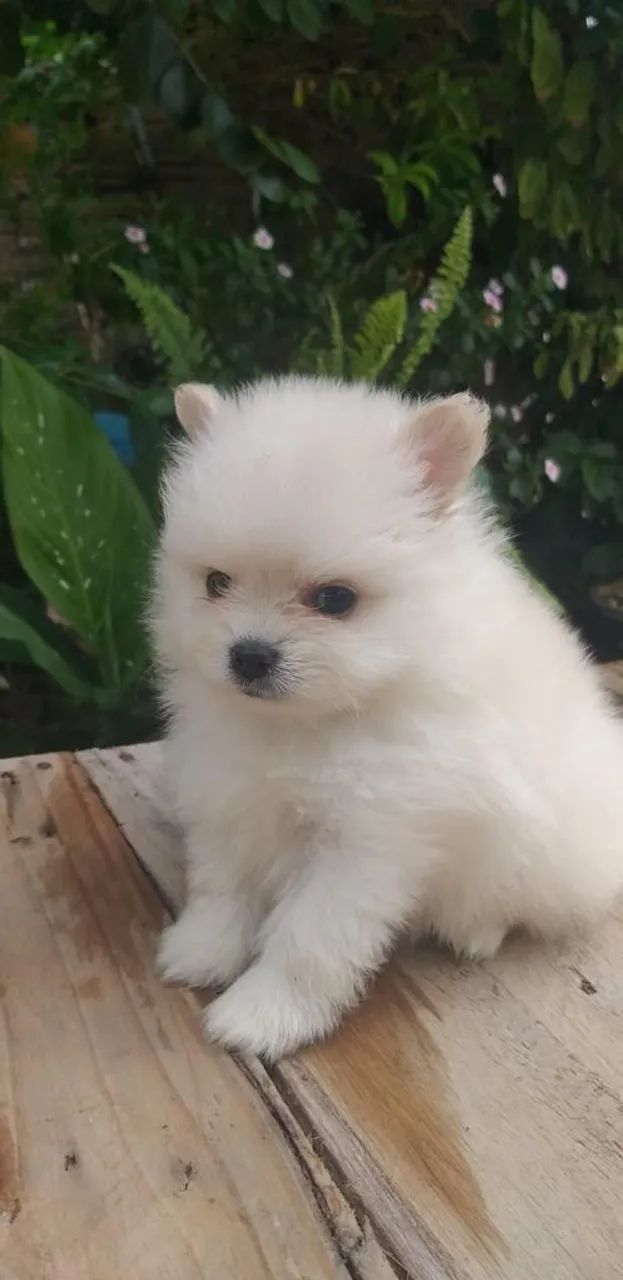 Lulu da Pomeranea anão  - Foto 3