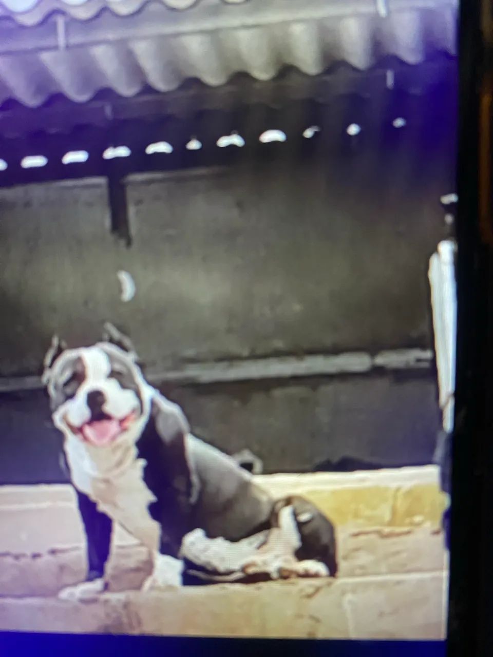 American bully - Foto 5