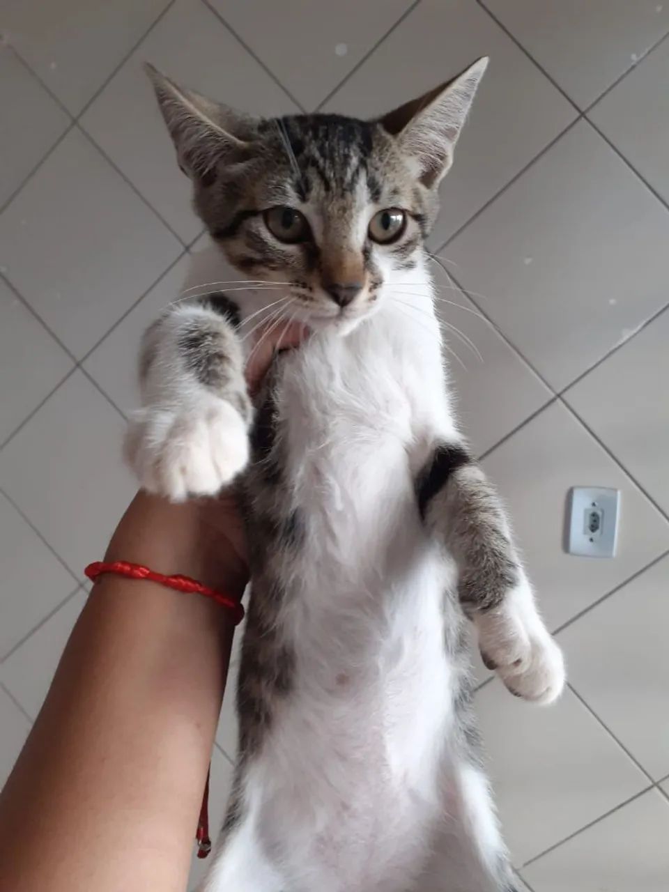 Doação de gatas fêmeas - Foto 2