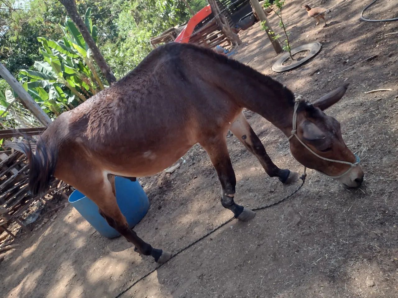 Burro (Milagre) - Foto 2