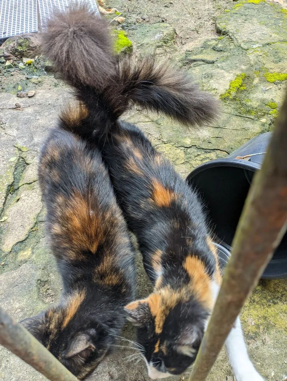 Gata angorá 