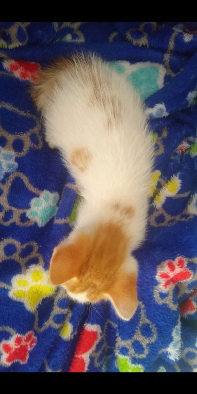 Doação Responsável  - Foto 2