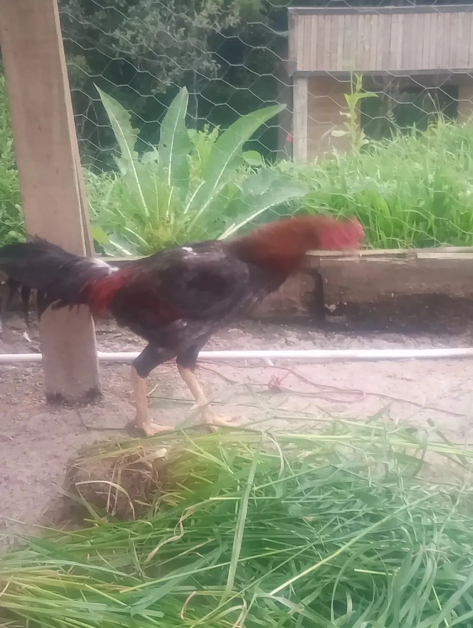 Galo - Foto 4
