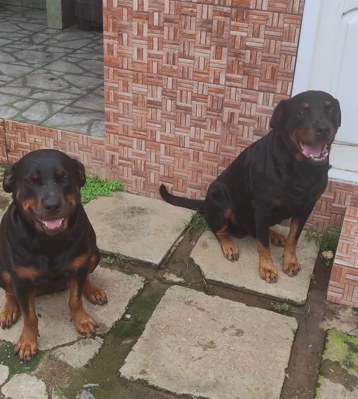 Filhotes de Rottweiler - Foto 5