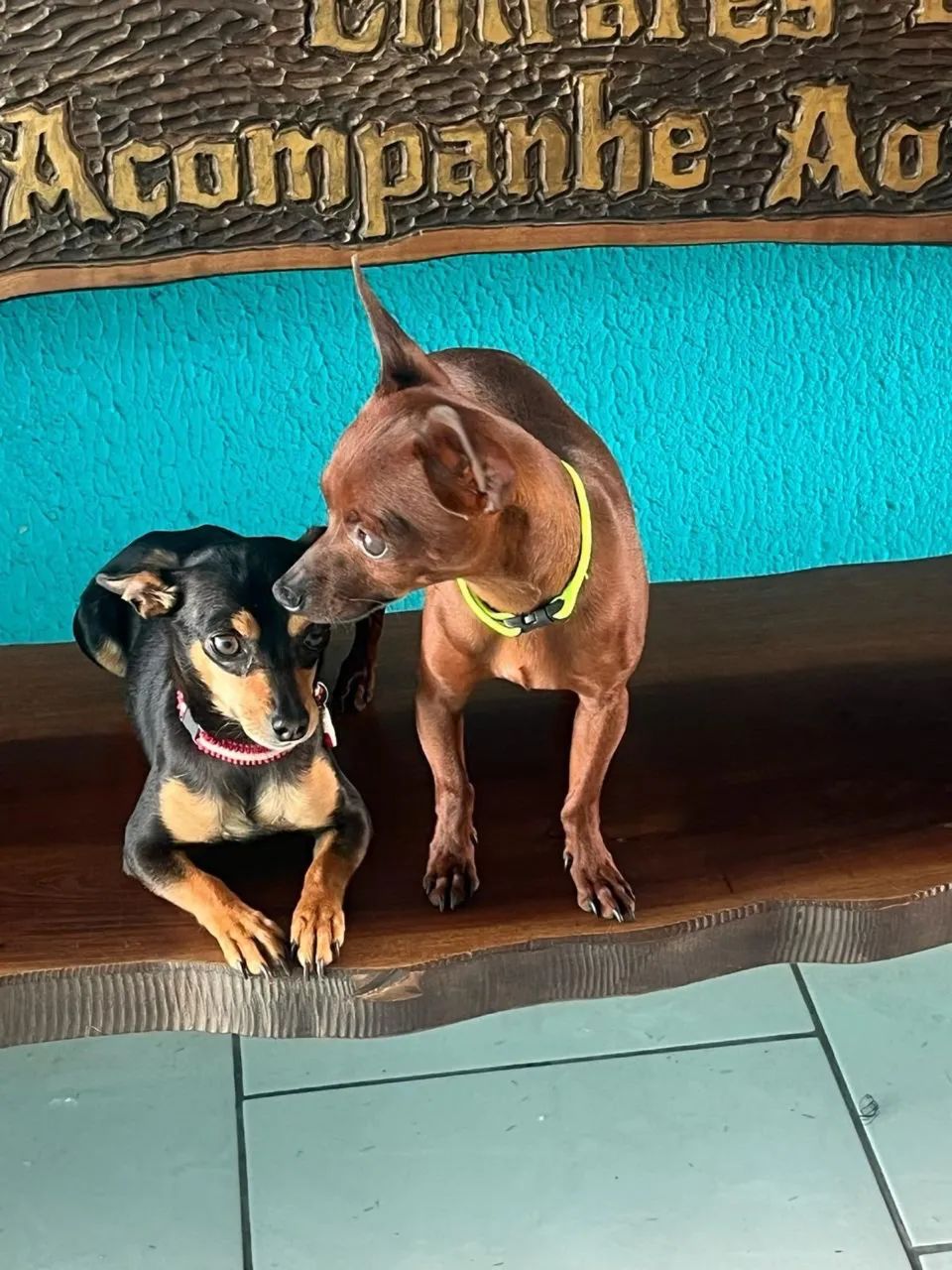 Pinscher - Foto 3